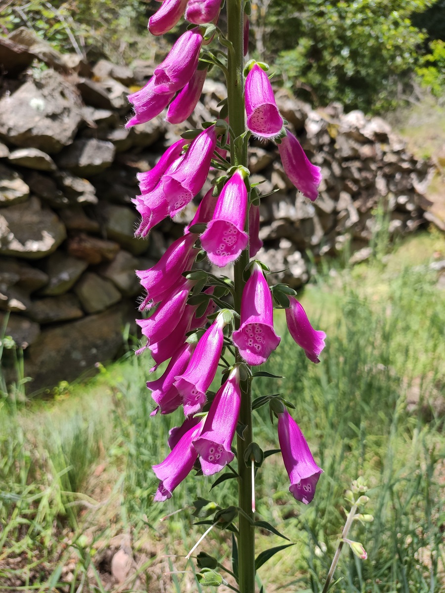 Arr Digitalis