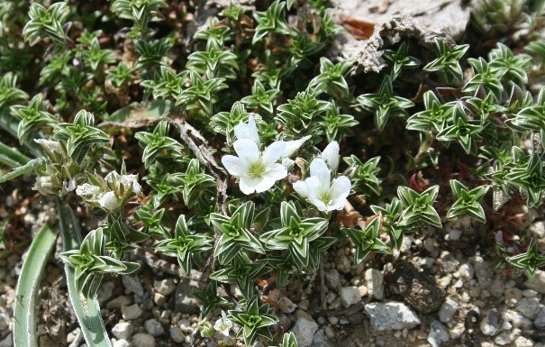 Arenaria vitoriana