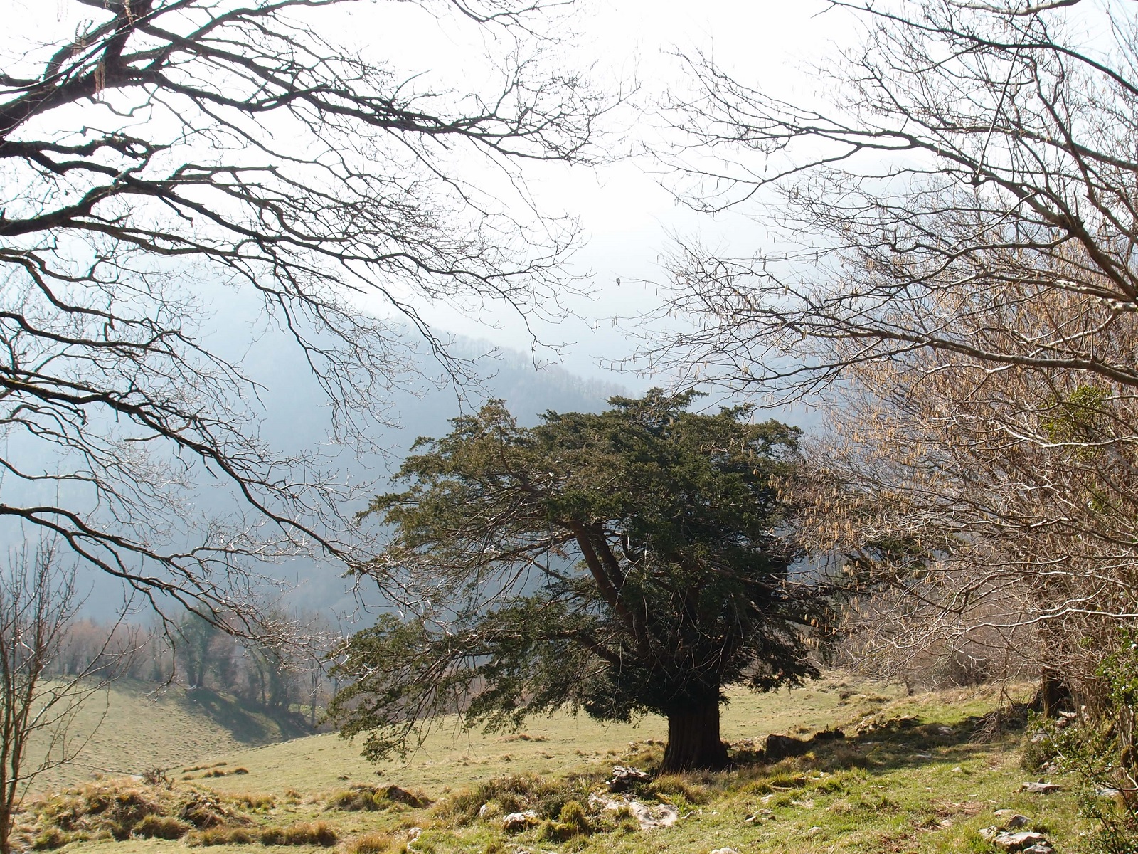 Taxus recorte