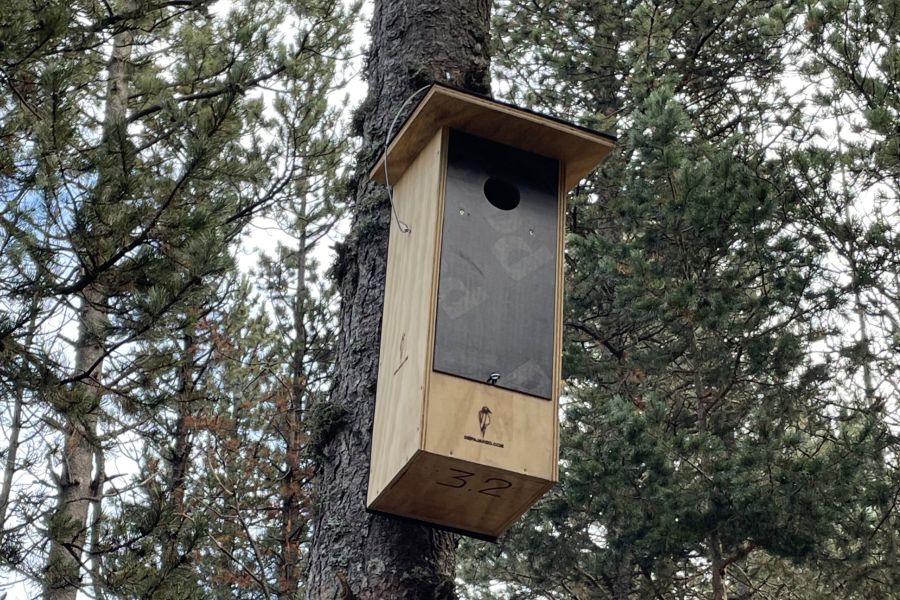foto proyecto Especies amenazadas