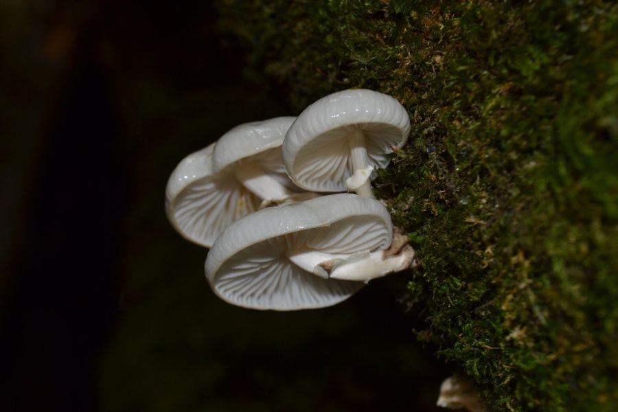 foto proyecto Especies amenazadas