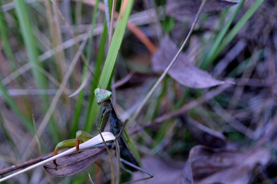 foto proyecto Especies amenazadas